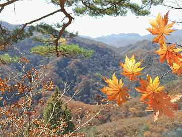 莆田秀屿笏石最新招聘